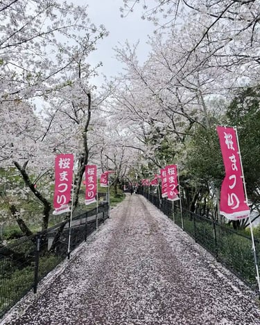 Cherry blossom trees lining a path in spring