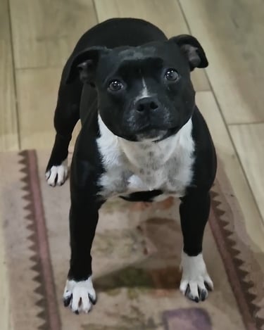 staffy femmina grecalestaffs