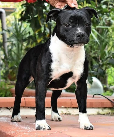 Esemplare femmina di Staffordshire Bull Terrier presso l'allevamento Grecalestaffs in Italia