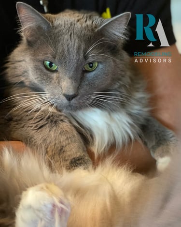 Cat mascot of Remodeling Advisors bringing joy to our Austin-based home remodeling consulting team