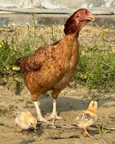 desi chicks in panipat farm