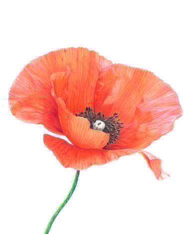 Poppies drawing