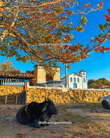 Paisagem de Curralinho MG, distrito de Diamantina, com árvore, casario antigo e Igreja ao fundo