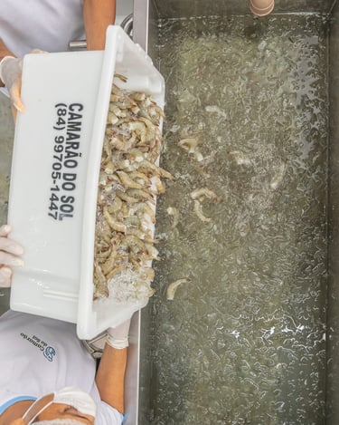 Processo industrial de camarão congelado Camarão do Sol