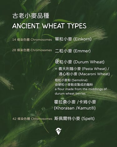 ancient wheat types einkorn emmer spelt durum wheat