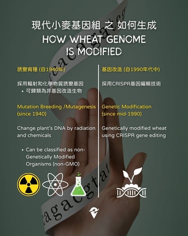 how wheat genome is modified by mutation breeding and crispr gene editing