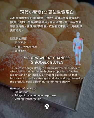 modern wheat contains stronger gluten cause inflammation