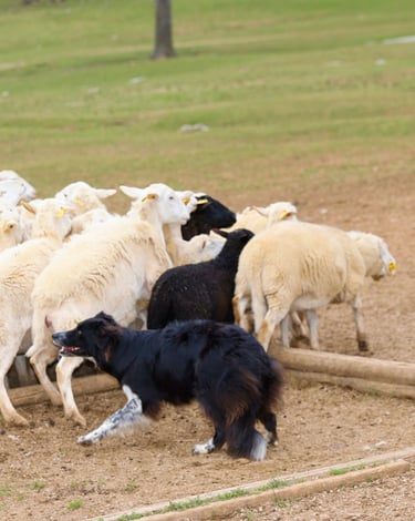 Herd of sheep