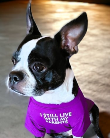 Boston Terrier, Yoki.