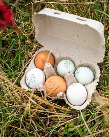 Organic pasture raised egg box mixed colours, brown, blue and white