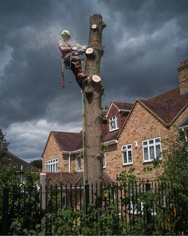 Tree removal using sectional dismantling and controlled lowering