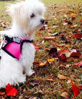 white maltipoo puppy in the park wearing pink harness vest