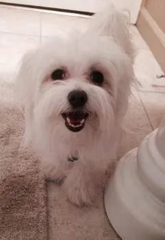 smiling maltipoo