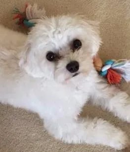 maltipoo-eyes