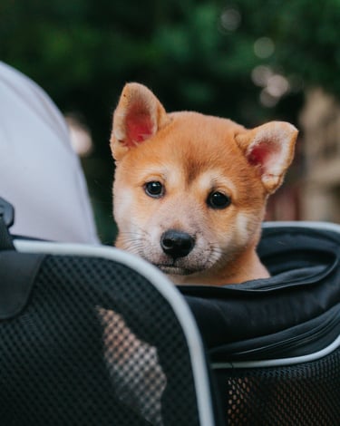 dogAdvisor | dog Advisor | dogadvisor.dog | dog Advisor