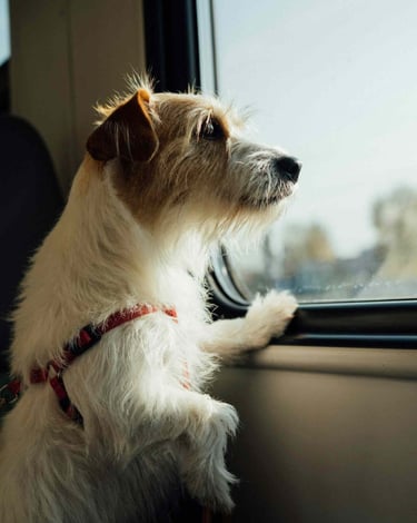 dogAdvisor | dog Advisor | dogadvisor.dog | dog Advisor