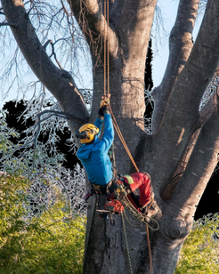 Elagage, arboriste grimpeur à Uzès