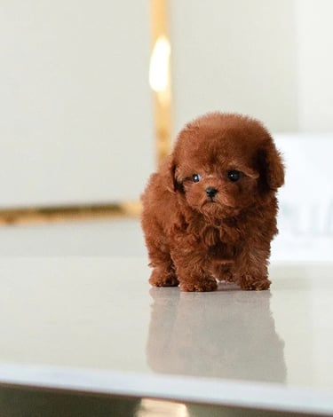 Puppies for Sale