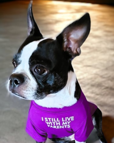 Boston Terrier, Yoki.