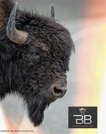 Buffalo Bandit buffalo head with buffalo bandit logo