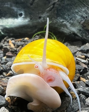 Exclusive Lightfoot-style yellow mystery snail with clean shell and high color