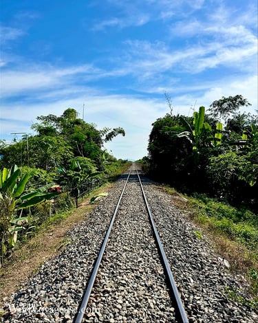 Rails du bamboo train dans la province de Battambang, Cambodge