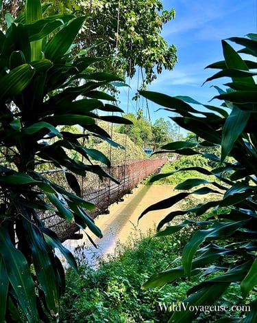 Pont suspendu dans la province de Battambang, Cambodge