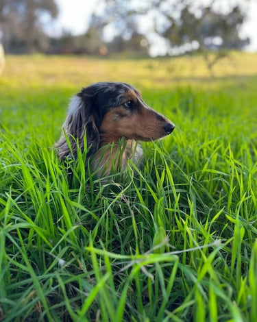 Dapple dachshund sits in the grass