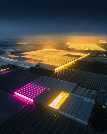Photo of greenhouses lit up at night in the Netherlands