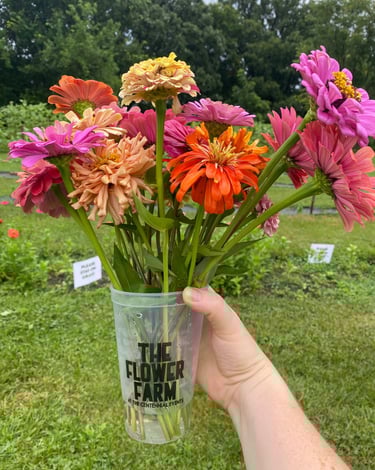 U-Pick Flower Farm Cup of Posies filled with colorful zinnias