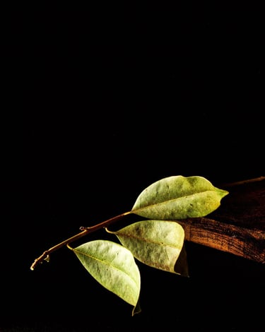 photographie de branche de lauriers-thierry le moel photographe