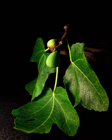 photographie de jeunes figues-thierry le moel photographe