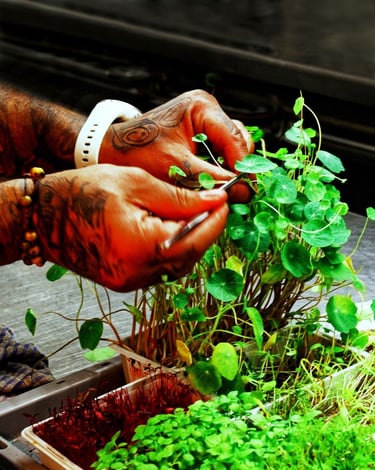 photographie du chef en action restautant le frelon d or thierry le moel photographe