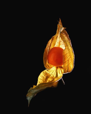photographie de physalis en clair obscur-thierry le moel photographe
