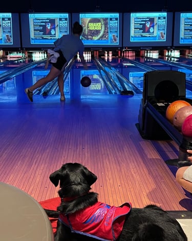 A service dog in training watches his student puppy raiser bowl