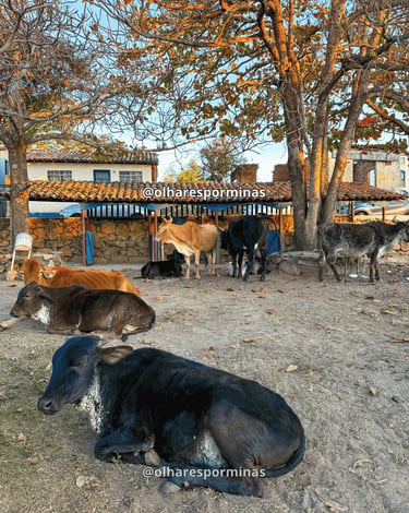 Bois descansando em Curralinho MG, distrito de Extração em Diamantina, com casario simples ao fundo