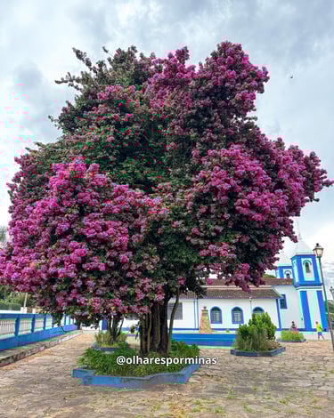 Árvore florida em frente a Igreja Matriz de Santo Antônio do Leite, distrito de Ouro Preto