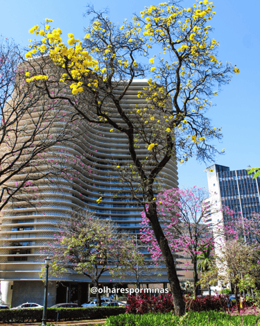 Praça da Liberdade com ipês coloridos e prédio projetado pelo Oscar Niemeyer ao fundo
