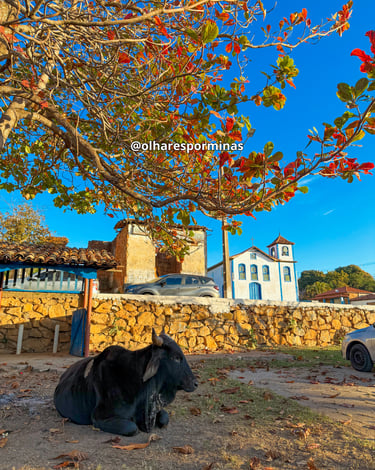 Um boi, árvore nativa e Igreja ao fundo, em Extração, distrito de Diamantina MG