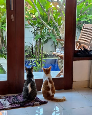 mi purificador vs 2 gatos