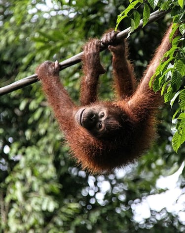 Orangutan hanging from a tree branch