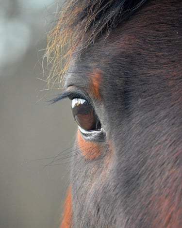 primo piano di un occhio del cavallo