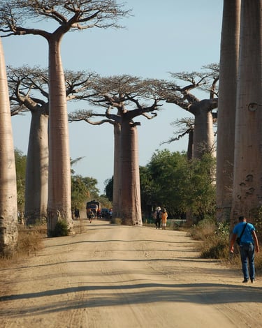 alberi giganti