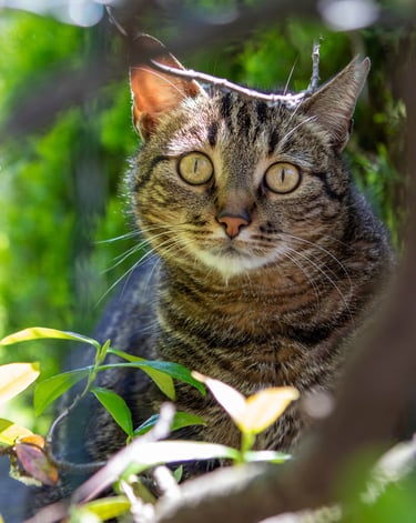 gatto, animali, famiglia