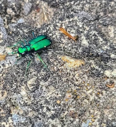 Rock Island Park, TN - Iridescent green & blue bug found by Great Falls
