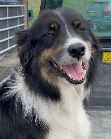 A black and white border collie dog