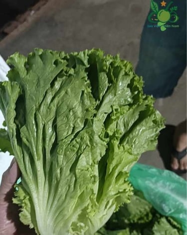 Xà lách xoăn giá sỉ