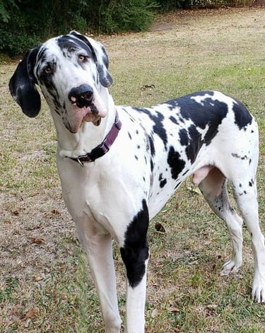 Great Dane holding off-leash stand stay in grassy field