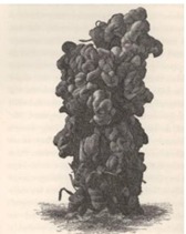 A sketch of a giant earthworm poo taken from Charles Darwin's book: The formation of vegetable mould