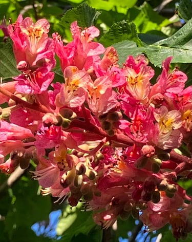 esencias florales barcelona